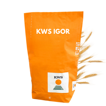 żyto ozime KWS IGOR