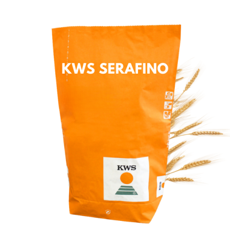 żyto ozime KWS SERAFINO