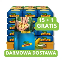 Kukurydza DKC 3719 C1 50 tys. nas., zapr Redigo M120FS 15+1