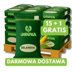 Kukurydza Zelandia C1 80 tys. nas. zapra Redigo M120FS, na ziarna 15+1
