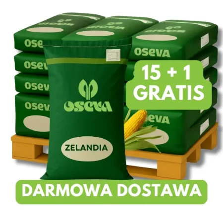 Kukurydza Zelandia C1 80 tys. nas. zapra Redigo M120FS, na ziarna 15+1