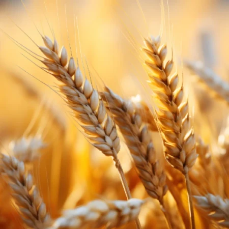 Jęczmień Jary MASIMO C1, 50kg,