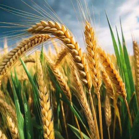 Pszenżyto Jare DUBLET, 25 Kg.