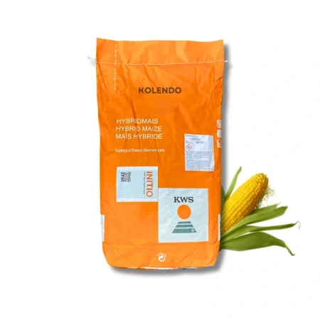 Kukurydza KWS Kolendo C1 50 tys. nasion, zaprawiona Redigo M 120 FS + Initio