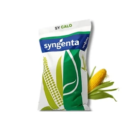 Kukurydza Calo C1 50 tys. nasion Syngenta, zaprawiona Redigo M 120 FS
