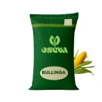 Kukurydza Bullinga C1 80 tys. nas. zapr Redigo M120FS, na kiszonkę