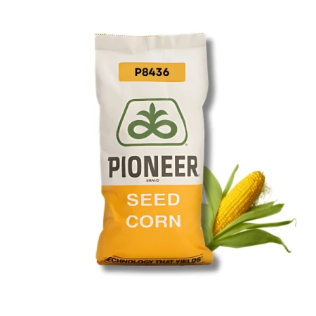 Kukurydza C1 P8436 80 tys. nas. zapr LumiGEN Premium