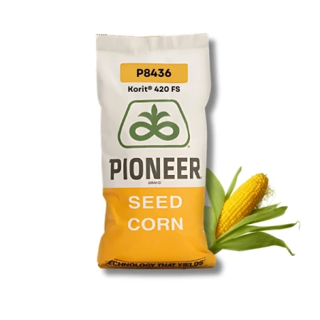 Kukurydza Pioneer C1 P8436 80 tys. nasion, zaprawiona LumiGEN Full