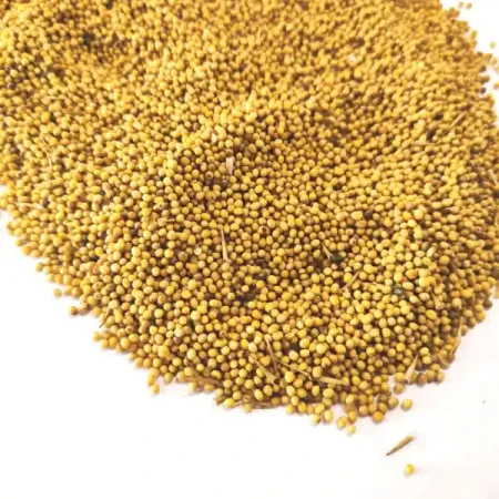 Gorczyca biała na poplon