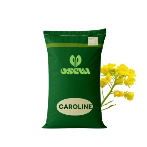 Przejdź do produktu Nasiona rzepaku ozimego OSEVA, CAROLINE C1, zaprawa Buteo Start