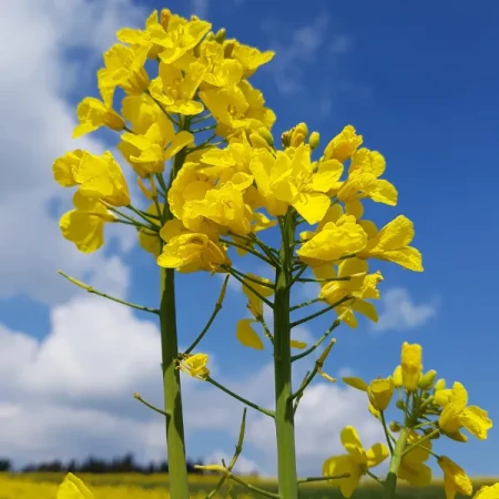 Rzepak SHIELD Integral Pro+Buteo Lumiposa