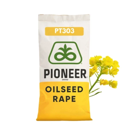 Nasiona rzepaku ozimego F1 Pioneer PT303