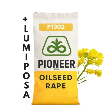 Nasiona rzepaku ozimego F1 Pioneer PT302 + Lumiposa