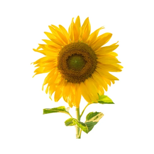 Przejdź do produktu Słonecznik ES Bella