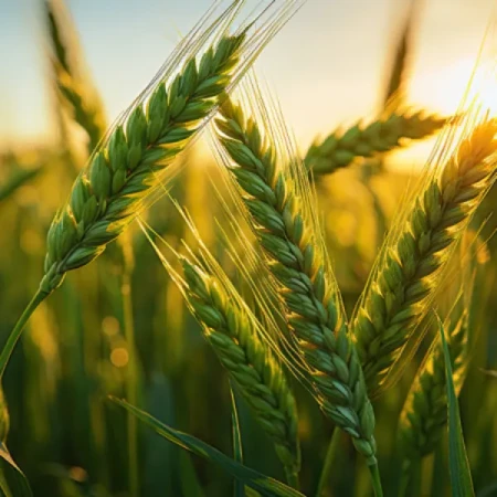 Pszenica Jara C1 KWS DORIUM