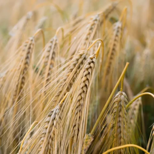 Przejdź do produktu Jęczmień ozimy TEUTO wielorzędowy od DANKO