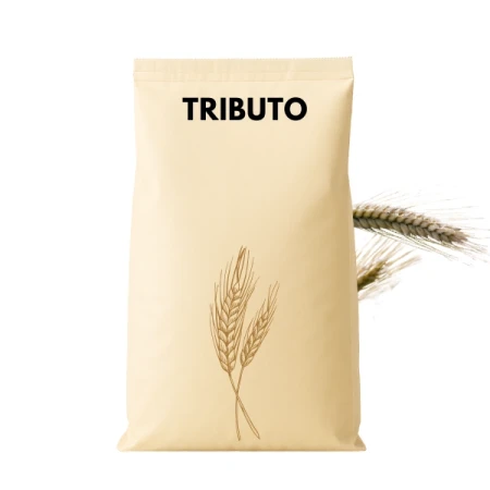 Pszenżyto ozime TRIBUTO C1 zaprawione KINTO PLUS 25 KG