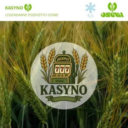 Pszenżyto ozime Kasyno zaprawione Maxim 025 FS+Dynavit