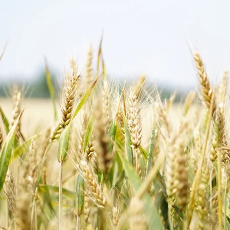 Pszenica ozima DUBAJ Syngenta