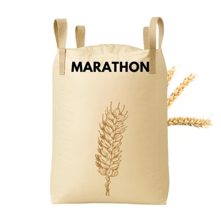 Pszenica ozima MARATHON C1 zaprawiona MAXIM POWER big bag 500 kg