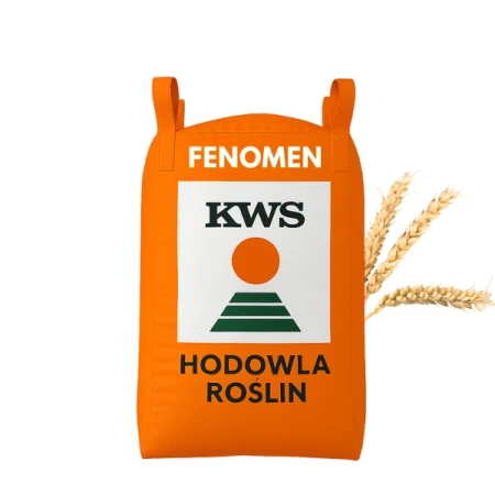 Pszenica ozima FENOMEN (oścista) C1 zaprawiona VIBRANCE STAR 500 KG