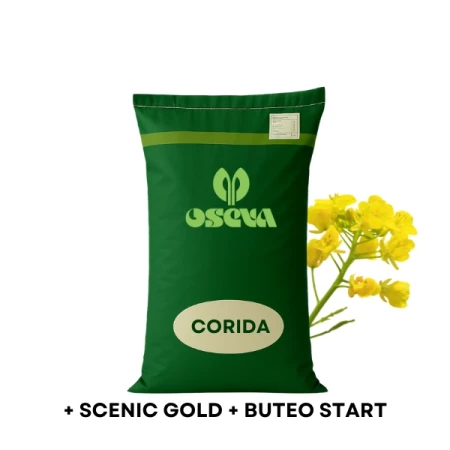 Nasiona rzepaku ozimego OSEVA, CORIDA, C1 zaprawa Scenic Gold i Buteo Start