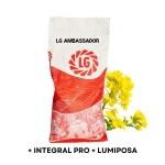 Rzepak Ozimy LG "AMBASSADOR" F1 