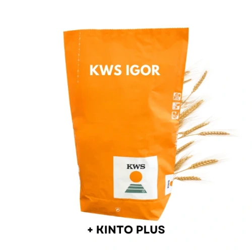 Przejdź do produktu Żyto ozime KWS IGOR zaprawione KINTO PLUS, C1 hybrydowe