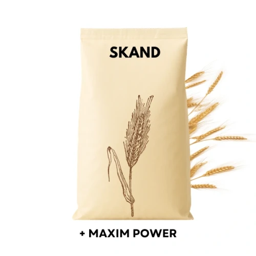Przejdź do produktu Żyto ozime SKAND zaprawione MAXIM POWER j.s. (2j.s. na HA)