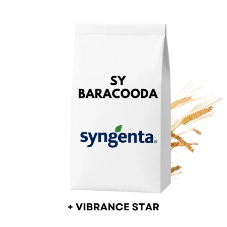 Jęczmień ozimy hybrydowy BARACOODA C1 zaprawiony VIBRANCE STAR 2j.s. na HA (0,9ml nasion)