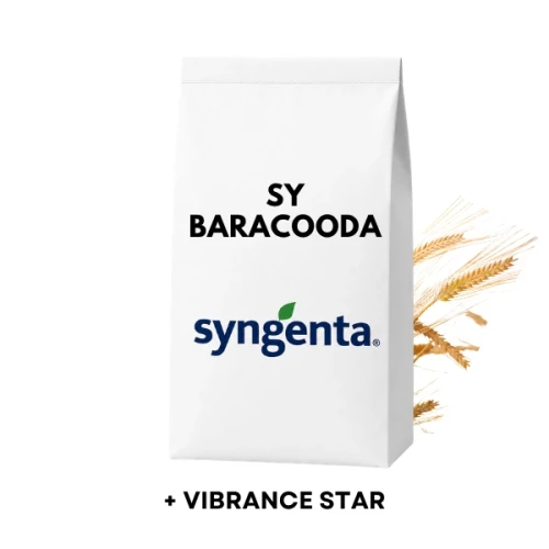 Przejdź do produktu Jęczmień ozimy hybrydowy BARACOODA C1 zaprawiony VIBRANCE STAR 2j.s. na HA (0,9ml nasion)
