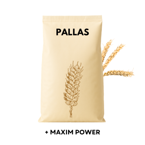 Przejdź do produktu Pszenica ozimy PALLAS C1 z zaprawą Maxim Power 50 KG