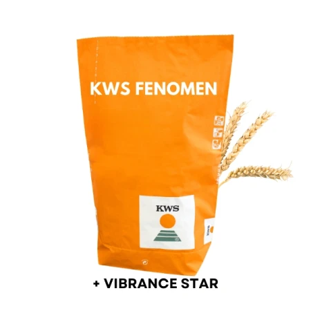Pszenica ozima FENOMEN (oścista) C1 zaprawiona MAXIM POWER 50 KG