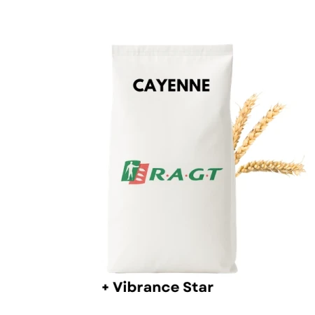Pszenica ozima CAYENNE C1 zaprawione VIBRANCE STAR 50 KG