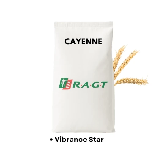 Przejdź do produktu Pszenica ozima CAYENNE C1 zaprawione VIBRANCE STAR 50 KG