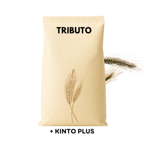 Przejdź do produktu Pszenżyto ozime TRIBUTO C1 zaprawione KINTO PLUS 25 KG