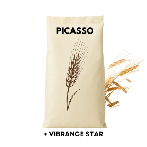 Przejdź do produktu Jęczmień ozimy PICASSO wielorzędowy od Limagrain zaprawiony VIBRANCE STAR worek 50 KG