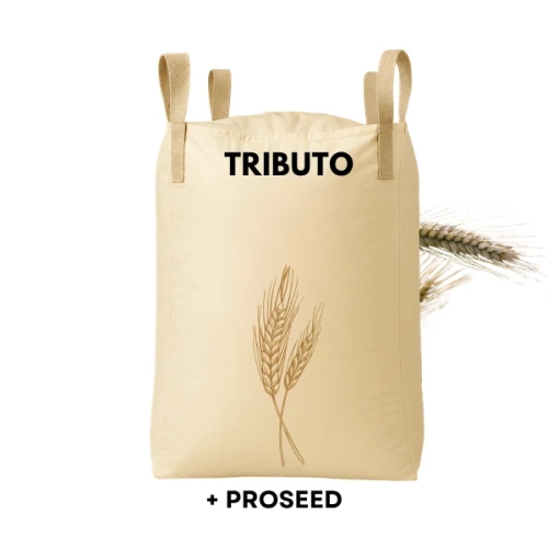 Przejdź do produktu Pszenżyto ozime TRIBUTO C1 BIG BAG 500 KG