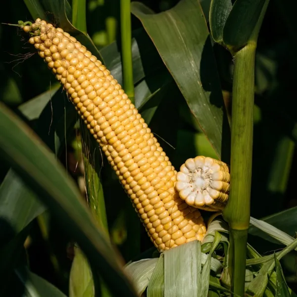 Kukurydza SY Amfora C1 50 tys. nasion Syngenta zaprawiona Regigo M