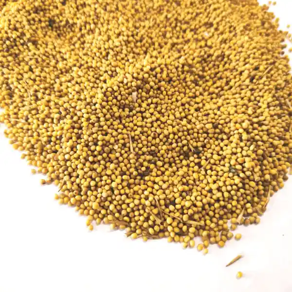 Gorczyca biała na poplon 1000 Kg