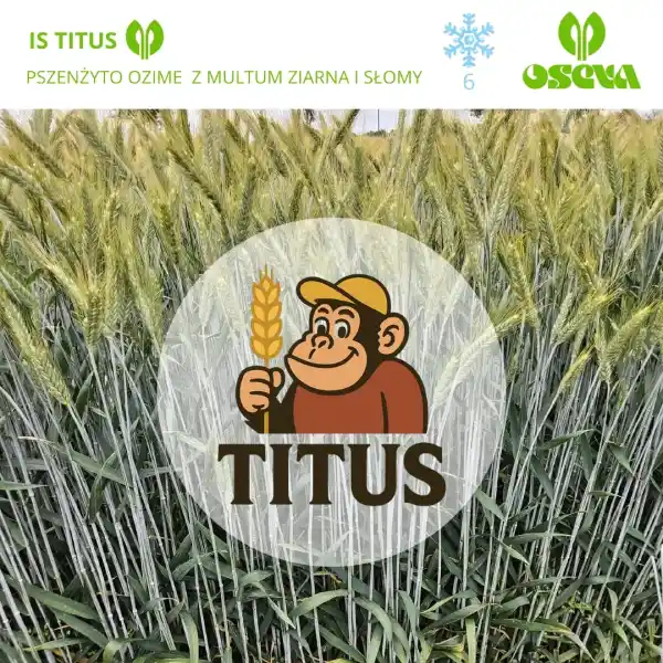 Pszenżyto ozime IS Titus zaprawione Redigo Pro 170 FS