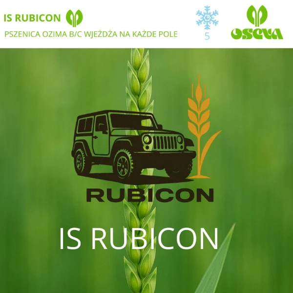 Pszenica ozima IS Rubicon zaprawiona PREMIS PLUS OSEVA