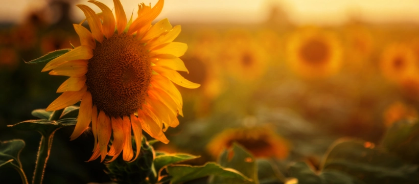 Uprawa słonecznika od siewu do zbioru - kompleksowy poradnik